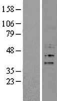 Fbx15(FBXO15) (NM_152676) Human Tagged ORF Clone