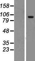 FAM115C(TCAF2) (NM_173678) Human Tagged ORF Clone
