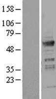 ICA1 (NM_022307) Human Tagged ORF Clone