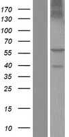 BTN2A1 (NM_001197233) Human Tagged ORF Clone