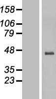5HT3E(HTR3E) (NM_182589) Human Tagged ORF Clone