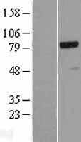 BRRN1(NCAPH) (NM_015341) Human Tagged ORF Clone