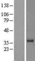BRDG 1(STAP1) (NM_012108) Human Tagged ORF Clone
