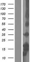 beta Defensin 3(DEFB103A) (NM_001081551) Human Tagged ORF Clone