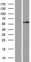 ZNF75(ZNF75D) (NM_007131) Human Tagged ORF Clone
