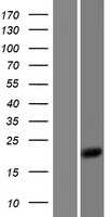 BTF3 (NM_001037637) Human Tagged ORF Clone