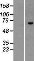 ZNF264 (NM_003417) Human Tagged ORF Clone