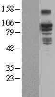 BCAR3 (NM_003567) Human Tagged ORF Clone