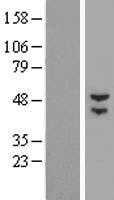 BTBD3 (NM_181443) Human Tagged ORF Clone