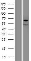 XYLB (NM_005108) Human Tagged ORF Clone