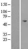 OSBPL9 (NM_148905) Human Tagged ORF Clone