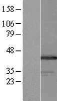BAT4(GPANK1) (NM_033177) Human Tagged ORF Clone
