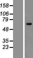ZNF155 (NM_003445) Human Tagged ORF Clone