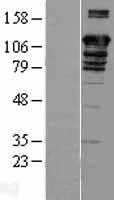 BAT3(BAG6) (NM_080703) Human Tagged ORF Clone