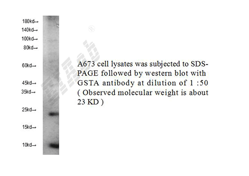 Human GSTA Polyclonal Antibody