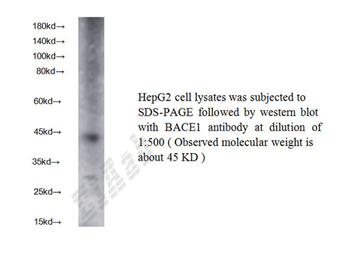 Human BACE1 Polyclonal Antibody