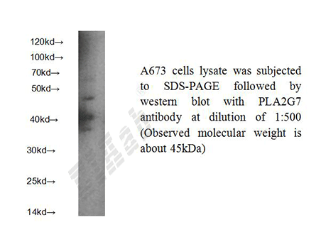 Human PLA2G7 Polyclonal Antibody
