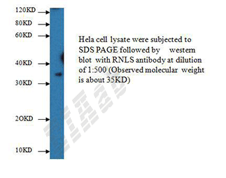Human RNLS Polyclonal Antibody
