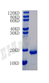 Pig CXCL8 Protein