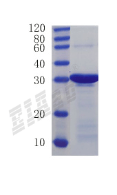 Human HIST1H4A Protein