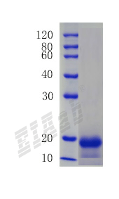 Human NCR3LG1 Protein