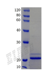 Human GPX3 Protein