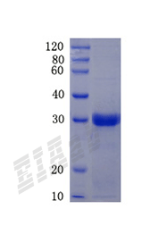 Human LRP8 Protein