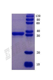 Human RLN2 Protein