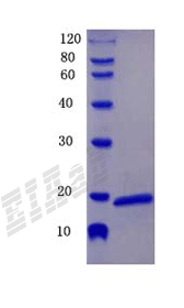 Human PLA2G7 Protein