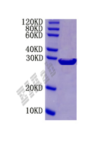 Human FOXP3 Protein