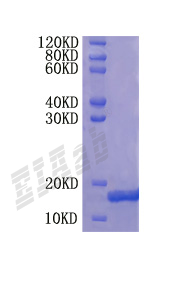 Human GDF10 Protein