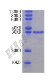 Mouse Fgf15 Protein