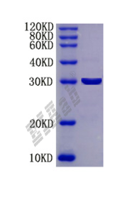 Mouse Hgf Protein