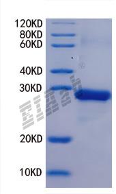 Human PIK3CA Protein