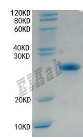 Human STK11 Protein