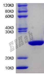 Mouse ACTH Protein