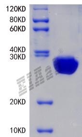 Pig PF4 Protein
