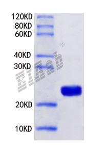 Human GSDMC Protein