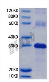 Human GLI1 Protein