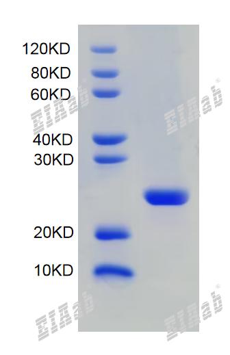 Mouse Ugt1a6 Protein