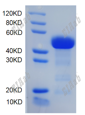 Mouse Sdf4 Protein