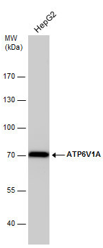 Human ATP6V1A Monoclonal Antibody