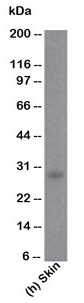 Human BCL2 Monoclonal Antibody