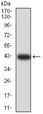 Human BNIP3 Monoclonal Antibody