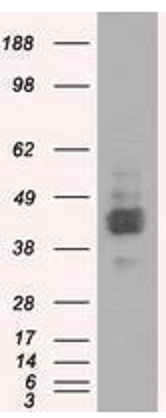 Human BSG Monoclonal Antibody