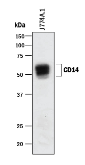 Human CD14 Monoclonal Antibody