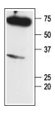 Human CCL8 Monoclonal Antibody