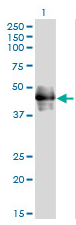 Human CD177 Monoclonal Antibody