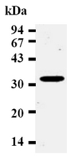 Human CCND2 Monoclonal Antibody