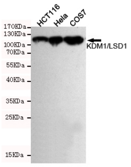 Human KDM1A Monoclonal Antibody